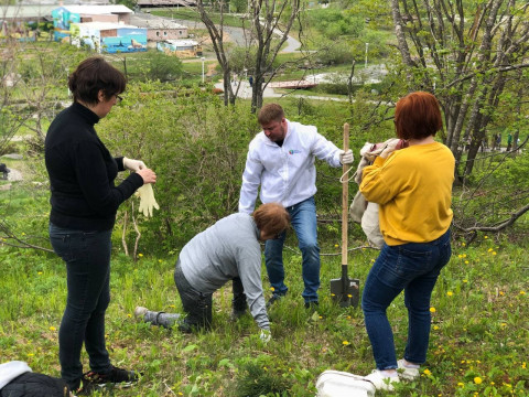 Фото-репортаж: Кедр возвращается на остров Русский