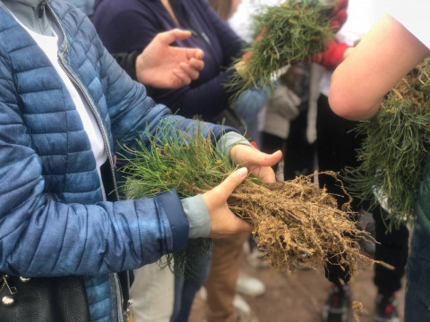 Фото-репортаж: Кедр возвращается на остров Русский