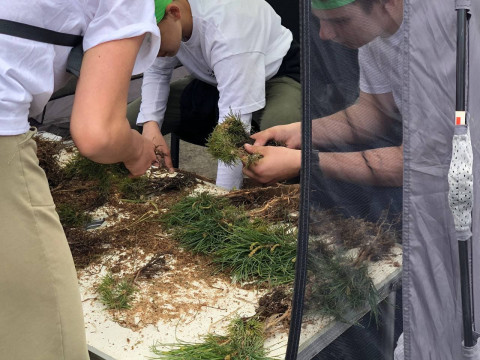 Фото-репортаж: Кедр возвращается на остров Русский