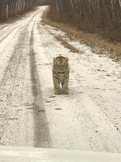 Фото-репортаж: Тигрята вышли к людям в Приморье
