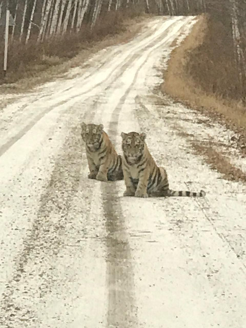 Фото-репортаж: Тигрята вышли к людям в Приморье