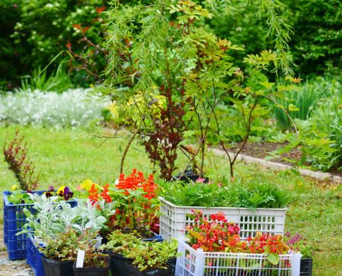 Фото-репортаж: Сотни «зелёных друзей» появятся во Врангеле