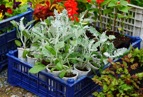 Фото-репортаж: Сотни «зелёных друзей» появятся во Врангеле