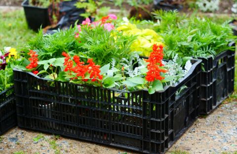 Фото-репортаж: Сотни «зелёных друзей» появятся во Врангеле