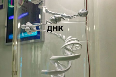 Фото-репортаж: Будущее рядом: уникальный музей биотехнологий открывается в ДВФУ