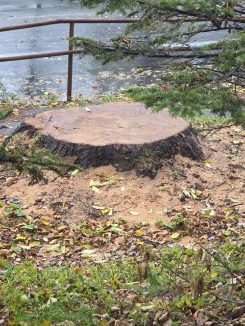 Фото-репортаж: Вырубка "вековых" деревьев спустя год после санитарной обрезки озадачила владивостокцев