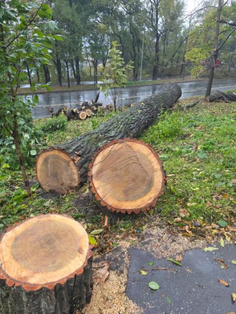 Фото-репортаж: Вырубка "вековых" деревьев спустя год после санитарной обрезки озадачила владивостокцев