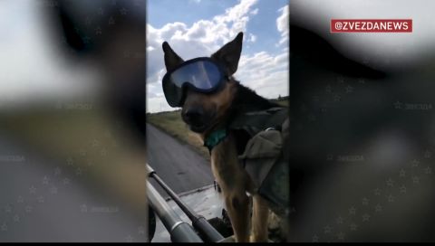 Фото-репортаж: Как пес «Бандит» помогает бойцам ТОФ на передовой на Украине