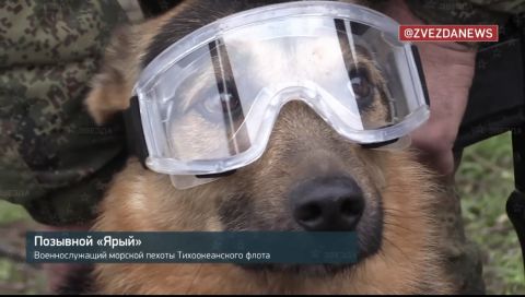 Фото-репортаж: Как пес «Бандит» помогает бойцам ТОФ на передовой на Украине