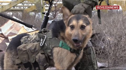 Фото-репортаж: Как пес «Бандит» помогает бойцам ТОФ на передовой на Украине