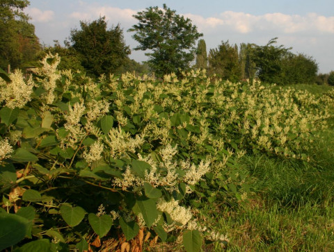 Фото-репортаж: Чиновники обвинили в плохих дорогах сорняки