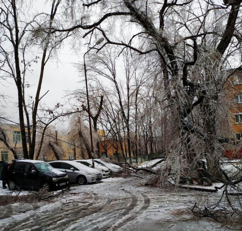 Фото-репортаж: Хруст стоит, будто кости ломают: снегопад повалил сотни деревьев во Владивостоке