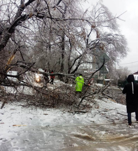 Фото-репортаж: Хруст стоит, будто кости ломают: снегопад повалил сотни деревьев во Владивостоке