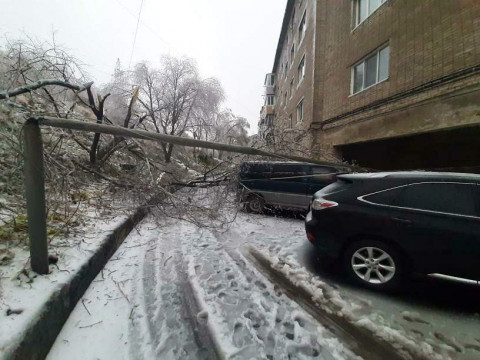 Фото-репортаж: Хруст стоит, будто кости ломают: снегопад повалил сотни деревьев во Владивостоке