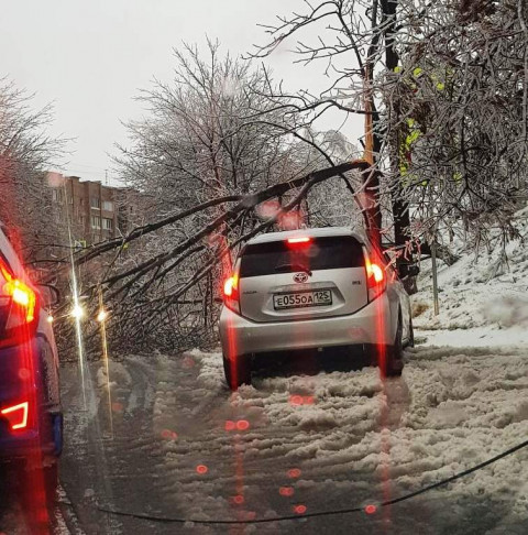 Фото-репортаж: Хруст стоит, будто кости ломают: снегопад повалил сотни деревьев во Владивостоке