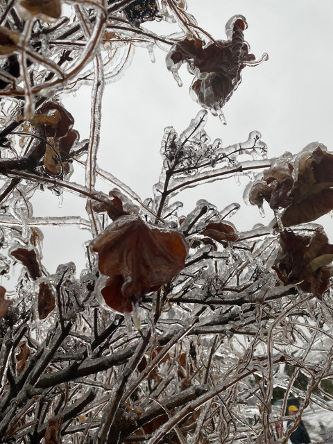 Фото-репортаж: Приморье в ледяном плену без связи, света и дорог: фото