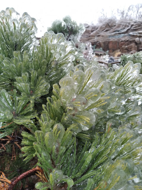 Фото-репортаж: Приморье в ледяном плену без связи, света и дорог: фото