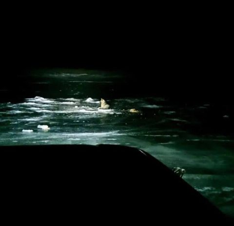 Фото-репортаж: Решилась судьба приморского Хатико