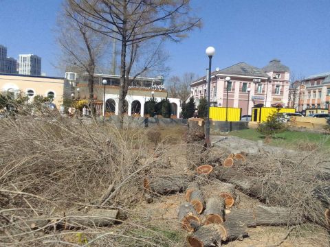 Фото-репортаж: Вырубка деревьев на набережной озадачила владивостокцев