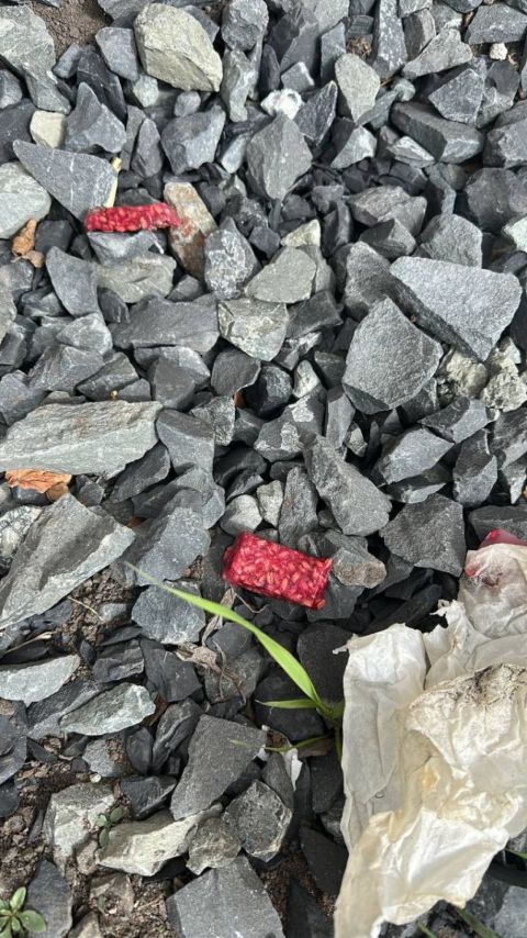 Фото-репортаж: Способ дератизации в центре Владивостока обеспокоил горожан