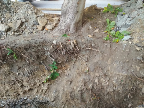 Фото-репортаж: Чудеса на виражах: во Владивостоке экскаватор сам вырыл себе яму и упал в неё