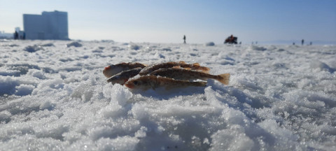 Фото-репортаж: Во Владивостоке жители вышли на «Народную рыбалку»
