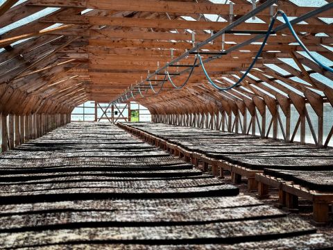 Фото-репортаж: Почти 150 тысяч деревьев высадят в Приморье