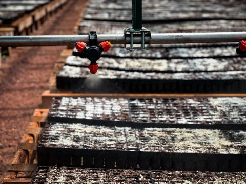 Фото-репортаж: Почти 150 тысяч деревьев высадят в Приморье