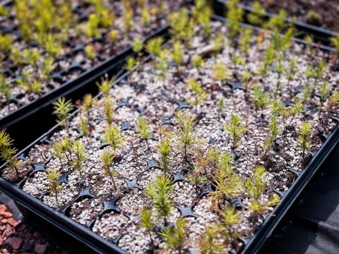 Фото-репортаж: Почти 150 тысяч деревьев высадят в Приморье