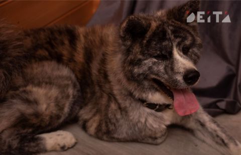 Фото-репортаж: Многодетная семья и домашние животные – зачем детям нужен пушистый друг