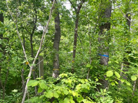 Фото-репортаж: Мина под выборы: лесопарковую зону готовят к вырубке во Владивостоке