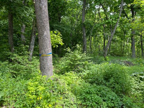 Фото-репортаж: Мина под выборы: лесопарковую зону готовят к вырубке во Владивостоке