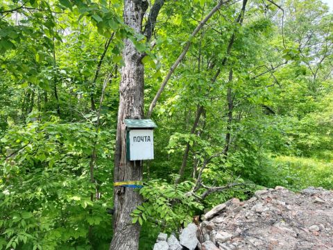 Фото-репортаж: Мина под выборы: лесопарковую зону готовят к вырубке во Владивостоке