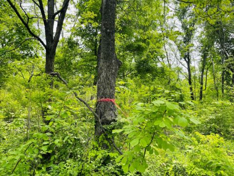 Фото-репортаж: Мина под выборы: лесопарковую зону готовят к вырубке во Владивостоке