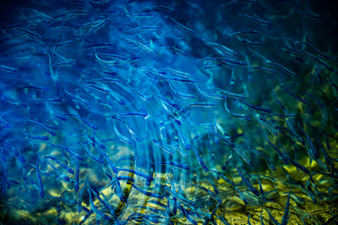 Фото-репортаж: Сотрудники терминала «Порт «Вера» вернули природе более 500 тысяч мальков кеты