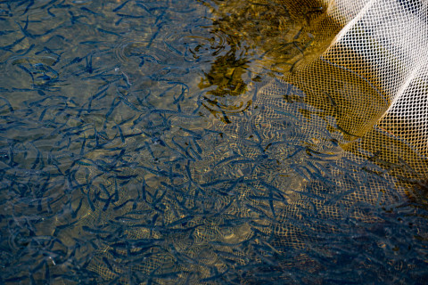 Фото-репортаж: Сотрудники терминала «Порт «Вера» вернули природе более 500 тысяч мальков кеты