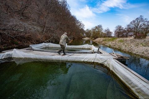 Фото-репортаж: Сотрудники терминала «Порт «Вера» вернули природе более 500 тысяч мальков кеты