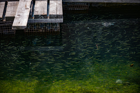 Фото-репортаж: Сотрудники терминала «Порт «Вера» вернули природе более 500 тысяч мальков кеты