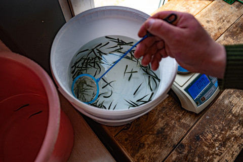 Фото-репортаж: Сотрудники терминала «Порт «Вера» вернули природе более 500 тысяч мальков кеты