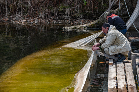 Фото-репортаж: Сотрудники терминала «Порт «Вера» вернули природе более 500 тысяч мальков кеты