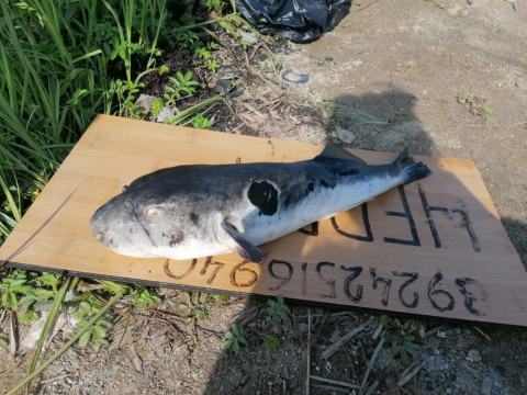 Фото-репортаж: Смертельно ядовитый деликатес нашли приморцы на отдыхе