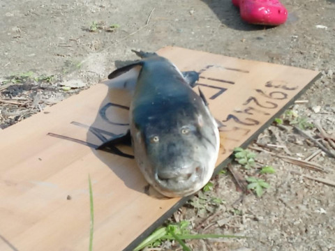 Фото-репортаж: Смертельно ядовитый деликатес нашли приморцы на отдыхе