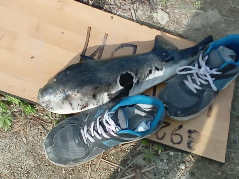 Фото-репортаж: Смертельно ядовитый деликатес нашли приморцы на отдыхе