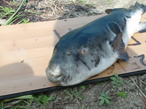 Фото-репортаж: Смертельно ядовитый деликатес нашли приморцы на отдыхе