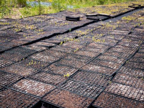 Фото-репортаж: В лесопитомнике НЗМУ выращивают «кислородные деревья»