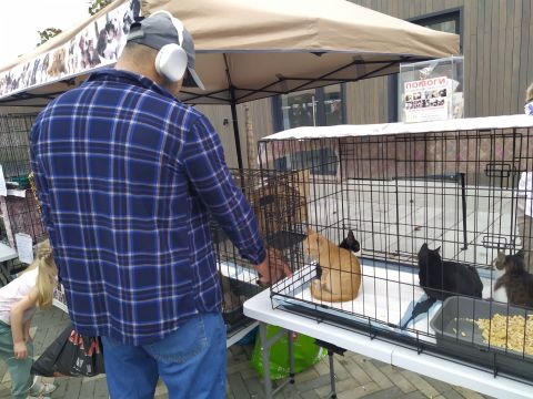 Фото-репортаж: Рекордное число животных обрело дом на выставке-раздаче во Владивостоке