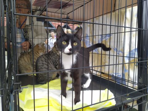 Фото-репортаж: Рекордное число животных обрело дом на выставке-раздаче во Владивостоке