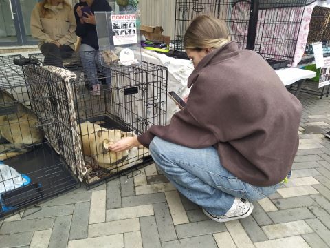 Фото-репортаж: Рекордное число животных обрело дом на выставке-раздаче во Владивостоке