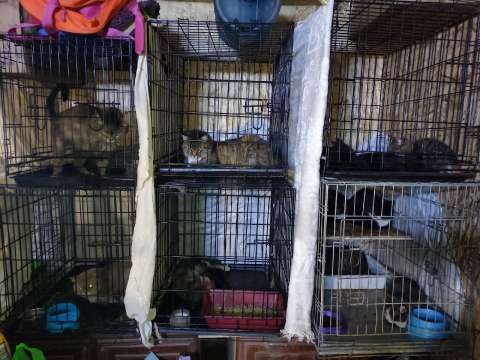 Фото-репортаж: «Полная машина бездомных зверей»: Как спасают животных на Донбассе