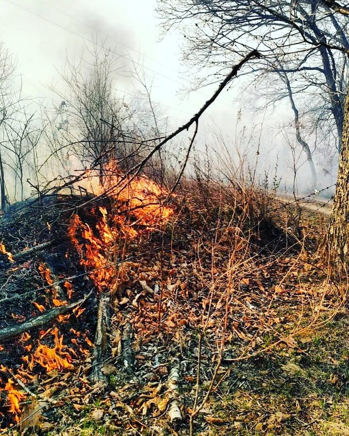 Сквозь лес и дым геншин. Пожар в лесу. Сгоревший лес. Сильный пожар в лесу. Дым от лесных пожаров в городе.